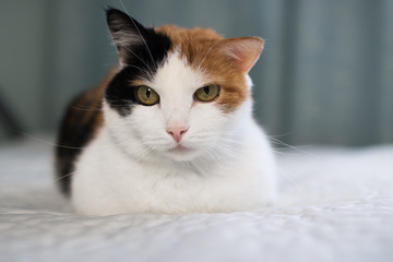 A beautifull female cat, with three colours lying on the coach.