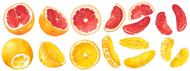 Set with fruits and fruit parts of grapefruit and orange in vector