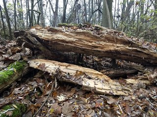 November - Herbstspaziergang - Baum