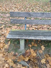 November - Herbstspaziergang - Baum
