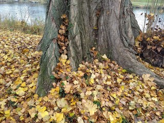 November - Herbstspaziergang - Baum