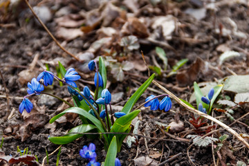 Blue scilla flowers (Scilla siberica) or siberian squill