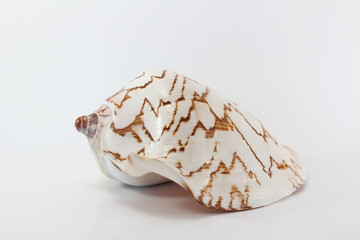 Marine sea shell on white background.