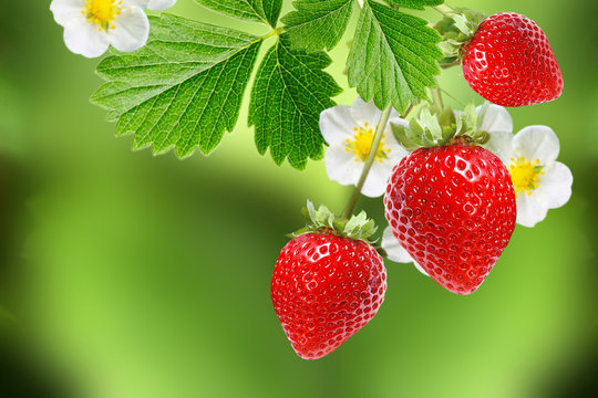 ripe red berries garden strawberry