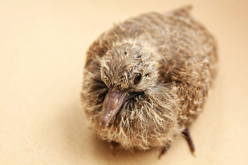 Close up view of flapper baby dove bird on brown background.