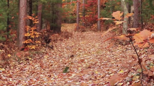 Quaint fall color tour for autumn season.  Forest scene near the trail.