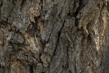 bark of a tree