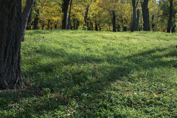 Fototapeta premium autumn path in the forest