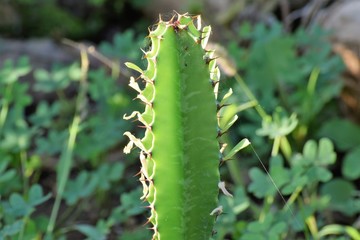 beautiful Cyprus morning 