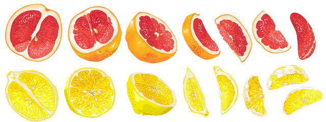 Set with fruits and fruit parts of grapefruit and lemon in vector