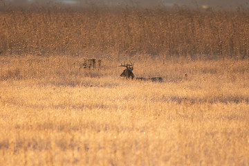 Buck in Tall Grass