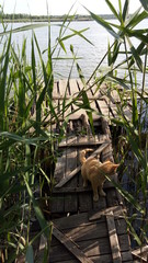The cat sits on the bridge to the river among the reeds