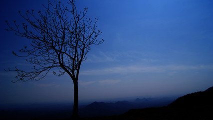 Silhouette tree night on hill / sky twilight blue color with one tree stand on the hill mountain - dark tree background