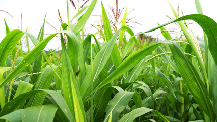 green corn field / close up of tree corn in green farm of fresh plants growing in agriculture field background in countryside