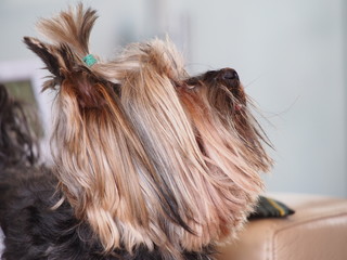 portrait of yorkshire terrier in profile close-up