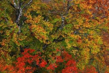 紅葉の小安峡