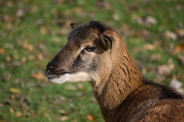 Obraz premium Europäischer Mufflon (Ovis gmelini musimon)