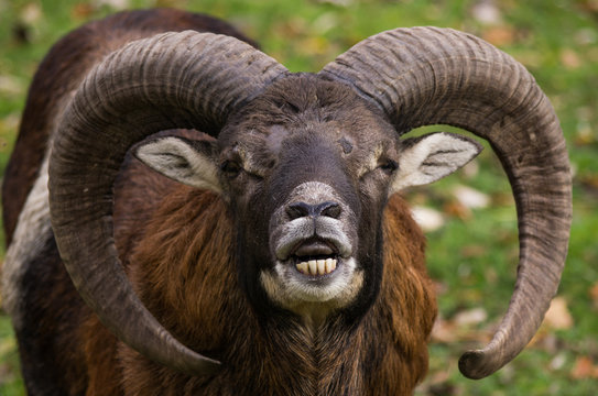 Mufflon (Ovis gmelini musimon) in der Brunft