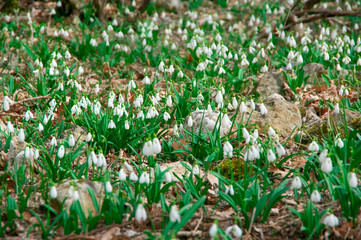 Snowdrops glade in forest