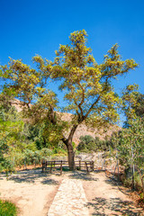 The plane tree of Gortys, archaeological site on island of Crete, Greece, Europe.