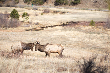 Two Elk