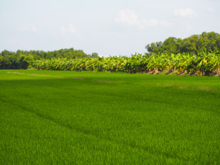 nature rice tree grassy lush verdancy verdant verdantly verdure verdurous verdurousness greenery greenish viridity Green fields grass green manicured lawns