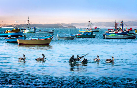 Peruvian pelicans feeding in the pacific ocean. Fishing boats on the background