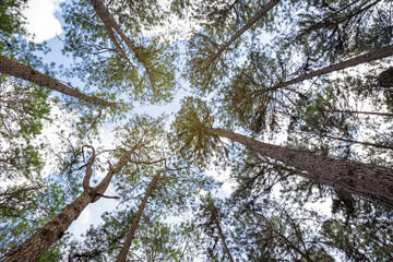 pine tree background