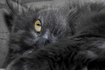 Gray fluffy cat lying on the couch.