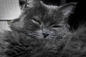 Gray fluffy cat lying on the couch.