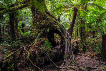 The Fantasy Tree - Mrytle Beech Tree, Victoria, Australia