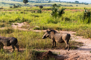 Fototapeta premium Wild Boar / Wild Swine in Murchison Falls National park, Uganda, Pearl of Africa