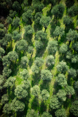 Aerial view of an olive grove © fotografiche.eu