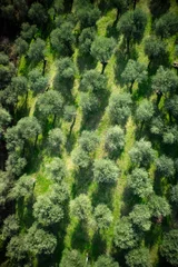 Fototapeten Aerial view of an olive grove © fotografiche.eu