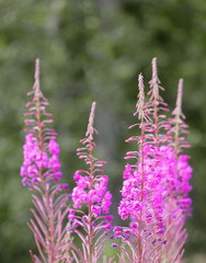 Obraz premium Closeup of purple willow herb flower (latin: Chamaenerion angustifolium), green unsharp background
