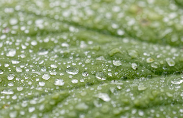 Closeup of dewdrops on a green leaf
