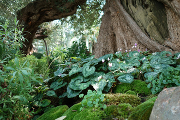 Obraz premium 緑の世界 木の幹 植物