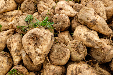 Geerntete zuckerrüben (beta vulgaris)