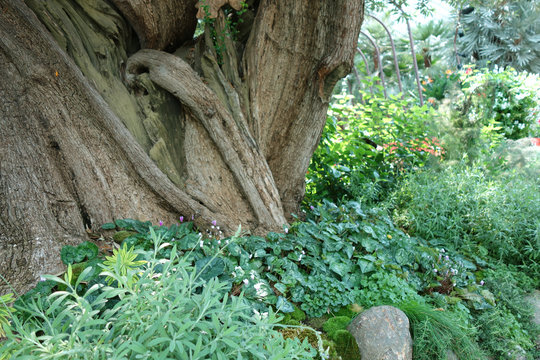 緑の世界 木の幹 植物
