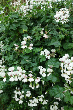 オンシジウム 白い花 植物