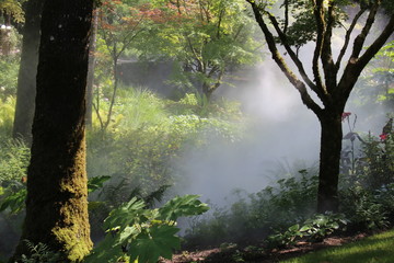 Jardin dans la brume matinale