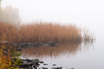 Reeds and trees close to the Dnieper river in Kiev, Ukraine. A soft autumn morning, mist over the cold and calm water. The landscape disappears in the distance
