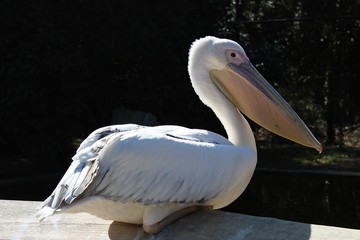 Pélican prenant la pose assis sur un mur