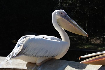 Pélican assis sur un mur