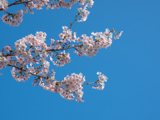 Cherry blossom. SAKURA