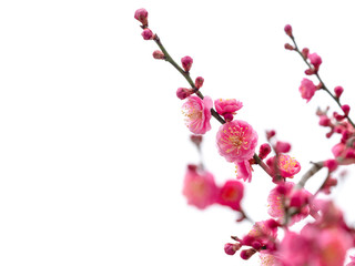 Ume is Japanese plum.