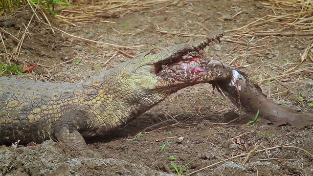 Nile crocodile eating a fish in Kruger National park, South Africa ; Specie crocodiles niloticus family of crocodylidae	