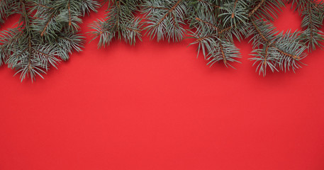 Fototapeta na wymiar Pine's branches on red background. 