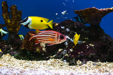 Fototapeta na wymiar Close up beautiful fish in the aquarium on decoration of aquatic plants background. A colorful fish in fish tank.