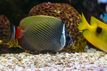Naklejka na ściany i meble Close up beautiful fish in the aquarium on decoration of aquatic plants background. A colorful fish in fish tank.